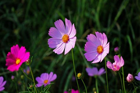 格桑花花語|格桑花的花语（揭示格桑花花语的深刻内涵）